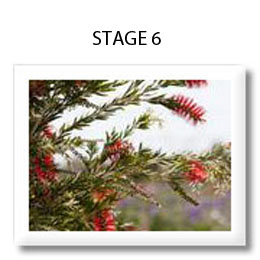 stage6